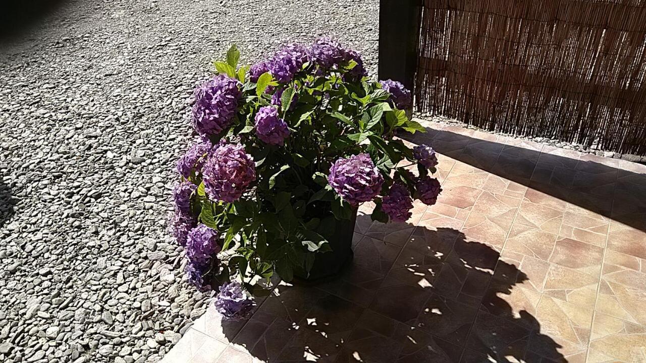 Pensiunea Maya Sîmbăta de Sus Exterior foto