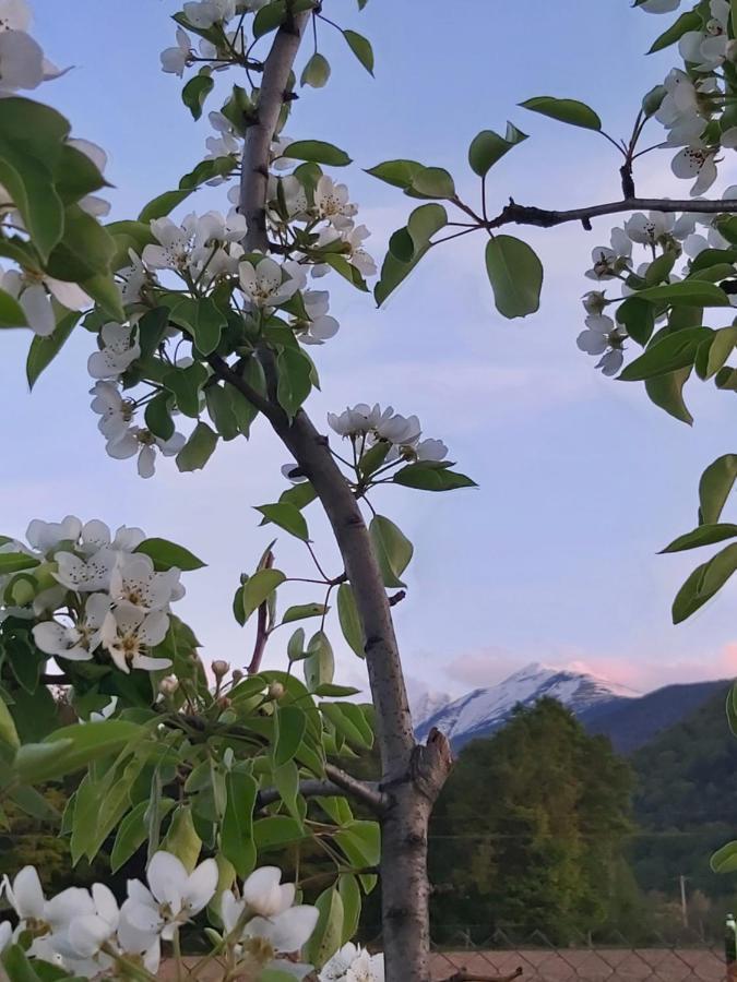 Pensiunea Maya Sîmbăta de Sus Exterior foto